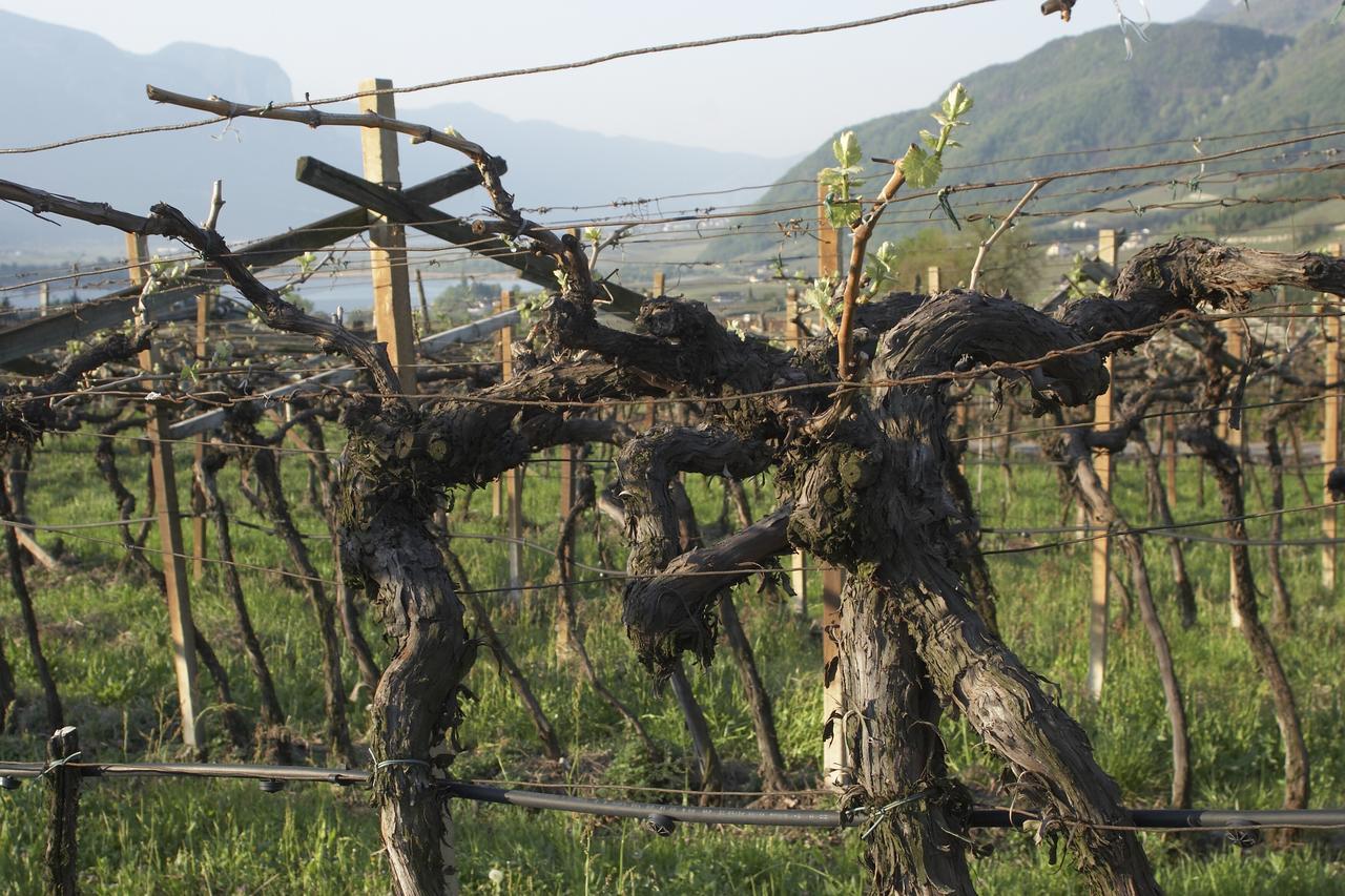 Appartamento Biobauernhof St. Quirinus Caldaro Esterno foto